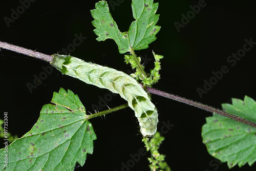 Flohkraut-Eule, Melanchra persicariae, Raupe auf einem Brennesselblatt