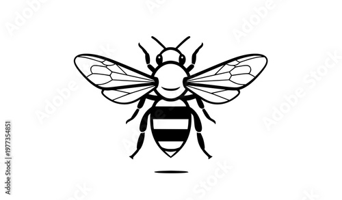 Black White Bee Drawing Detailed Insect Vector Illustration