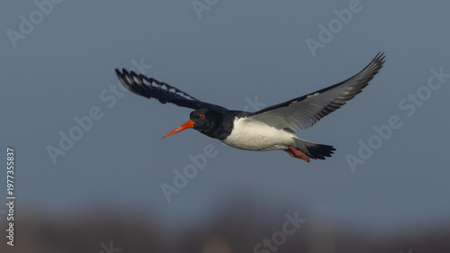 Eurasian Oystercatcher captured in flight.