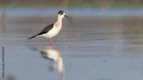 Black-winged Stilt taken at lakeside.