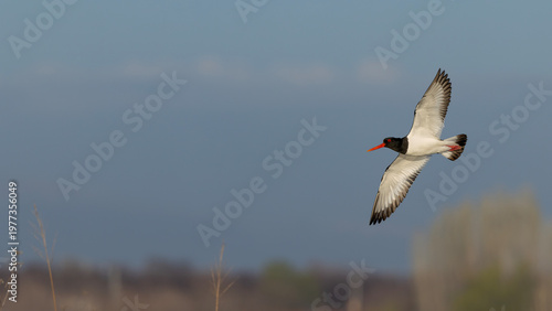 Eurasian Oystercatcher captured in flight.