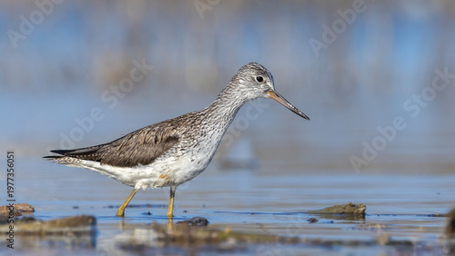 Tringa nebularia taken at lakeside.