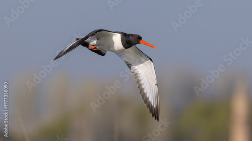 Eurasian Oystercatcher captured in flight.