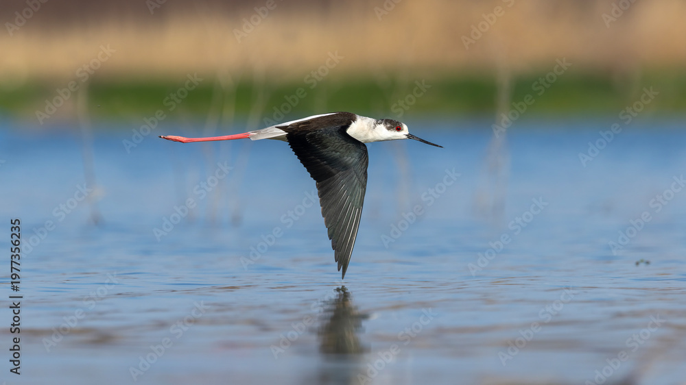 Fototapeta premium Black-winged Stilt captured in flight.