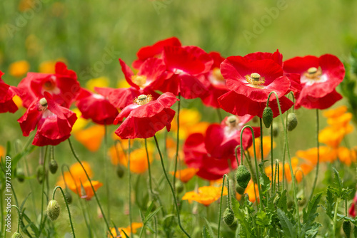 ポピー咲く草原