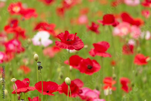 初夏に咲くポピー