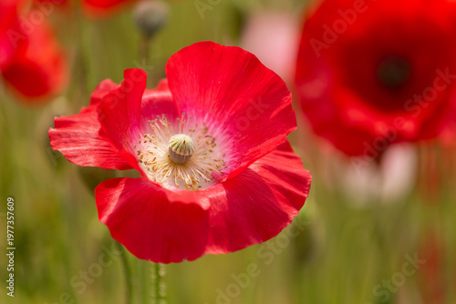 真っ赤なポピー