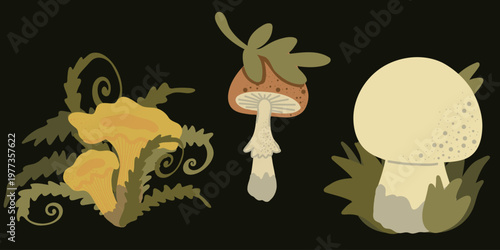 Mushroom illustration set. Set of three forest mushrooms including chanterelle, boletus and amanita style fungi in flat hand drawn illustration. Perfect for botanical design, autumn themes and etc.