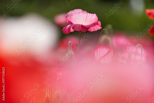 日を浴びるポピー