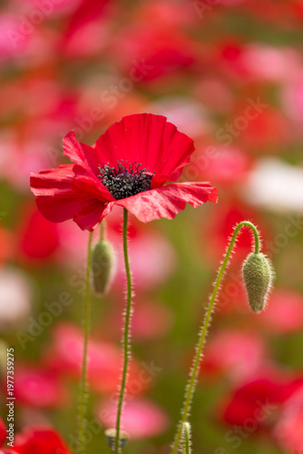 赤いポピーの花