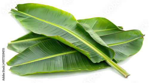 Fresh green banana leaves isolated on white background