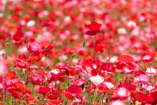 赤いポピー畑
