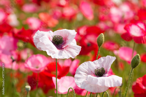 白いポピー