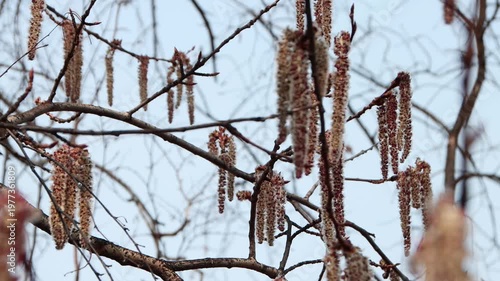 Winter trees display hanging catkins while branches sway gently under a clear sky in a quiet park