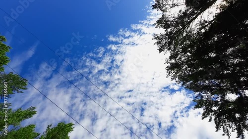 Views of trees and sky captured from different angles in a forest setting during autumn