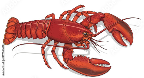 Vibrant Red Lobster Illustration with Detailed Claws and Antennae