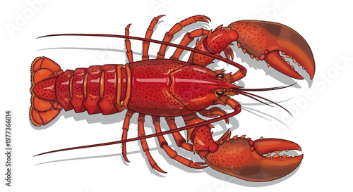 Vibrant Red Lobster Illustration with Detailed Claws and Antennae