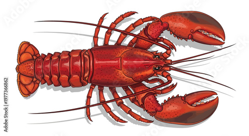 Vibrant Red Lobster Illustration with Detailed Claws and Antennae