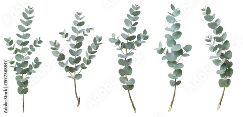Silver dollar eucalyptus branches set with green round leaves for botanical design, isolated