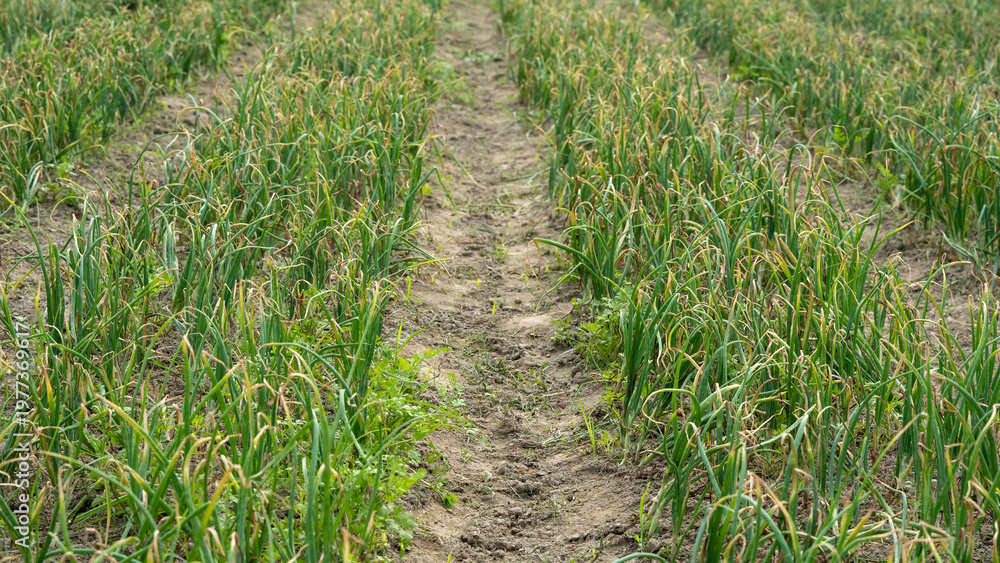 Fototapeta premium Organic garlic crop growing in cultivated agricultural field