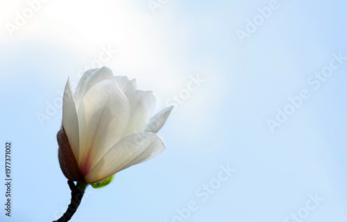 Blooming magnolia. Fragile white magnolia flower in the garden. Copy space