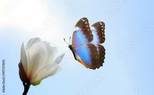 Blooming magnolia. Bright blue tropical morpho butterfly and fragile white magnolia flower in the garden.