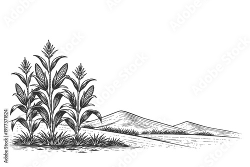 Vintage engraved vector illustration of corn plants on farmland with hills, black and white line art style