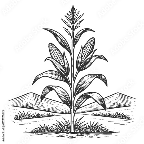 Vintage line art vector illustration of a corn plant with ripe cobs in a rural landscape, black and white engraving style