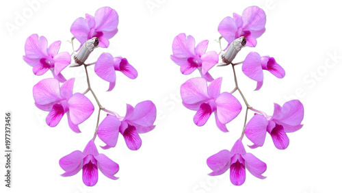 Photos Dendrobium Bigibbum or orchid larat, dendrobium larat isolated on white backgrou