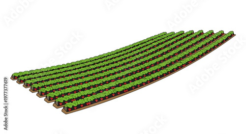 Rows of Strawberry Plants in a Farm, Vector Illustration, Isolated.