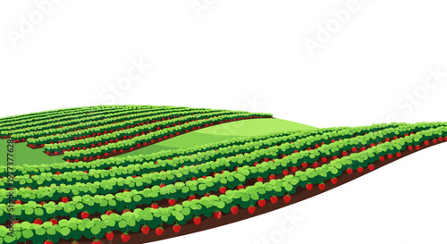 Cartoon Illustration of a Strawberry Field with Rows of Plants and Fruit