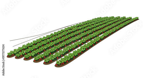 Rows of Strawberry Plants with Red Berries in a Field