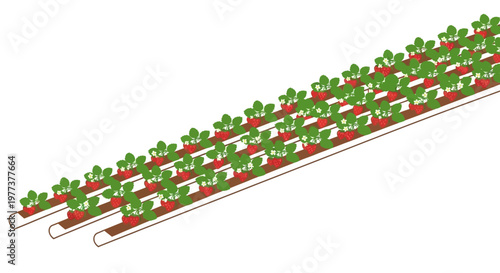 Rows of Lush Strawberry Plants with Red Berries and Green Leaves