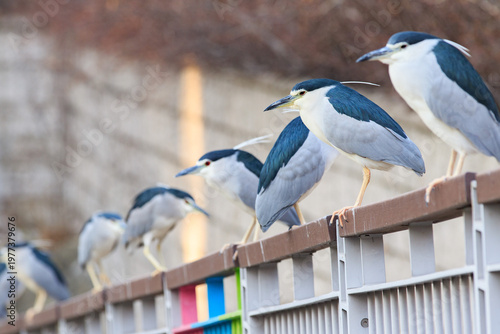 Photography Row of Black-crowned Night Herons Perched on a Colorful Urban Railing