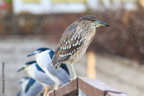 Foto Juvenile and adult black-crowned night herons perched in a row