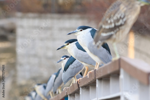 Foto Row of Black-crowned Night Herons Perched on a Colorful Urban Railing