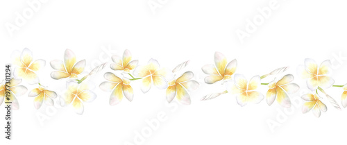 Watercolor plumeria flower seamless border isolated on white background. Delicate tropical floral line with soft colors. Perfect for wedding invitation, greeting card and decorative design