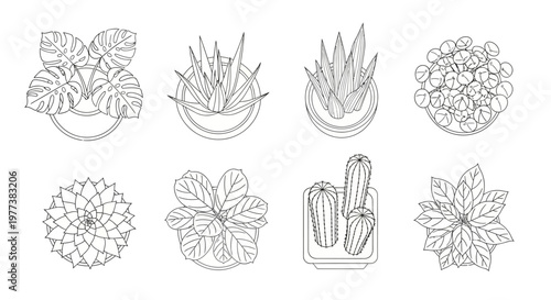 Succulent plants, cactus icons, line art illustrations, botanical drawings, 8 element set