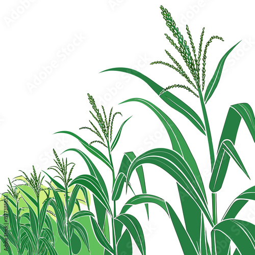 A stylized illustration depicts vibrant green corn stalks and developing ears arranged diagonally across a clean white background high quality professional detailed
