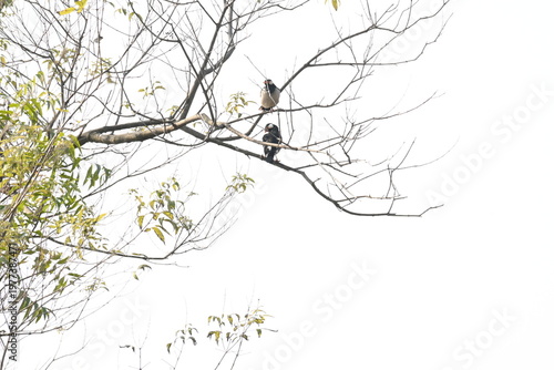 Indian pied myna or Gracupica contra. Its species of starling found in the Indian subcontinent. They are perched on branch of a tree, set against the backdrop of a blue sky. Asian pied starling brid. 