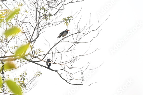 Indian pied myna or Gracupica contra. Its species of starling found in the Indian subcontinent. They are perched on branch of a tree, set against the backdrop of a blue sky. Asian pied starling brid. 