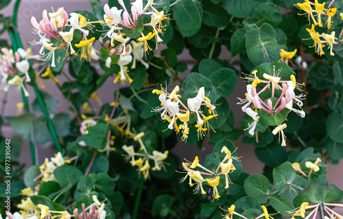 Konstfotografi Honeysuckle vine with blooming flowers on green leaves