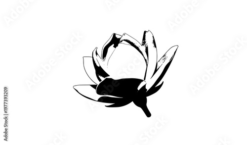 White jasmine flower at angle vector Thai blossom isolated on white clean cutout with clipping path