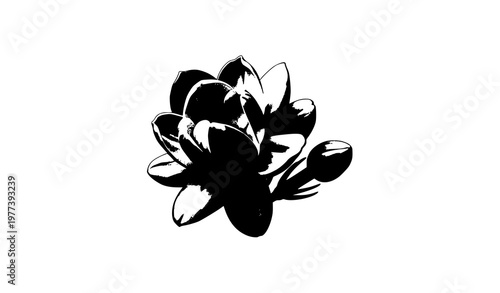 White Thai jasmine flower with bud vector illustration isolated on white background cutout with clipping path
