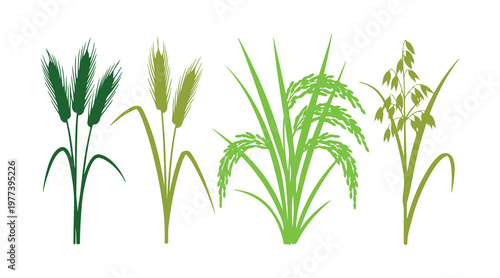 Set of detailed grain plant in vector format featuring wheat, rice, and oats.