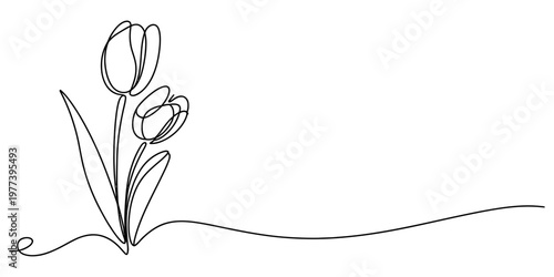 Minimalist continuous single line drawing of two blooming tulip flowers on a clean white background Vector, illustration