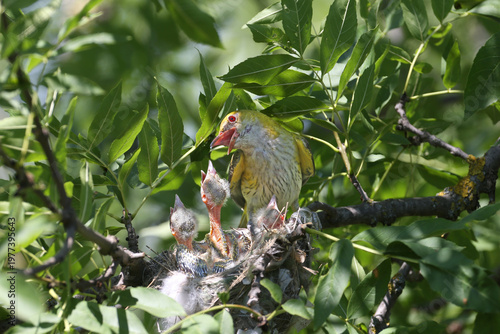 Detailed profile of a female Eurasian Golden Oriole (Oriolus oriolus) feeding a grasshopper to a hungry chick.