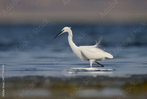 Little Egret (Egretta garzetta) captured with a small fish in its beak while foraging.
