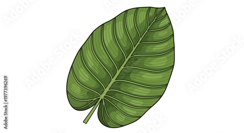 Large Green Leaf Closeup.