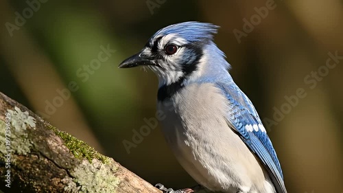 Beautiful Blue Jay Perched on Branch, Vocalizing in Nature